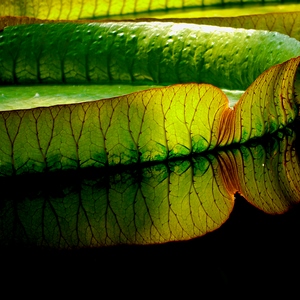 Feuilles de grand nymphéas avec reflet dans l'eau - Belgique  - collection de photos clin d'oeil, catégorie plantes